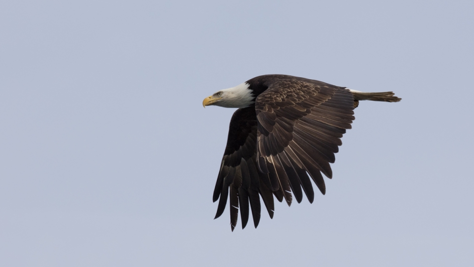 A Bald Eagle flying in the sky