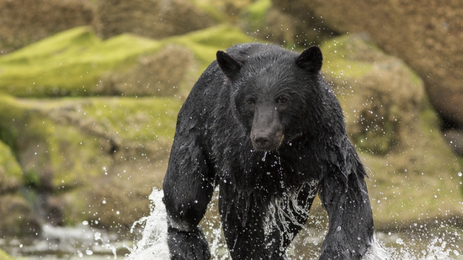 10 Interesting Facts about Western Canada's Wildlife | Rocky Mountaineer 10 Interesting Facts about Western Canada's Wildlife | Rocky Mountaineer