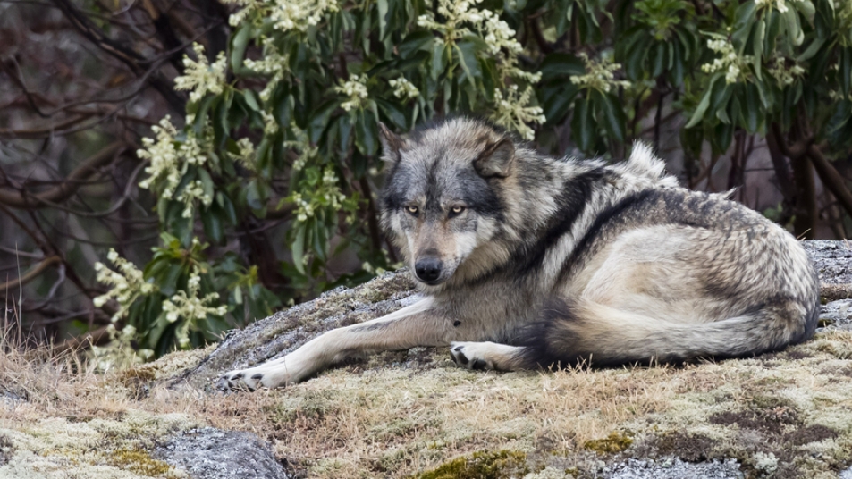 wolf in Canada