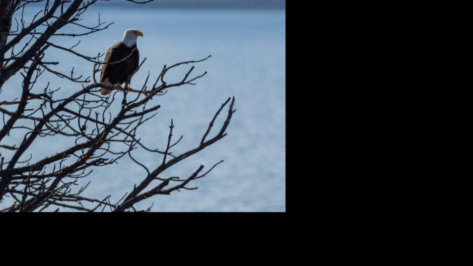 Eagle at Kamloops Lake.