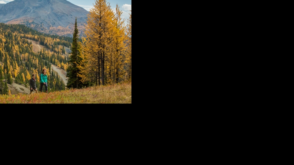 Golden larches punctuate the scenery in Banff National Park. Image: Paul Zizka