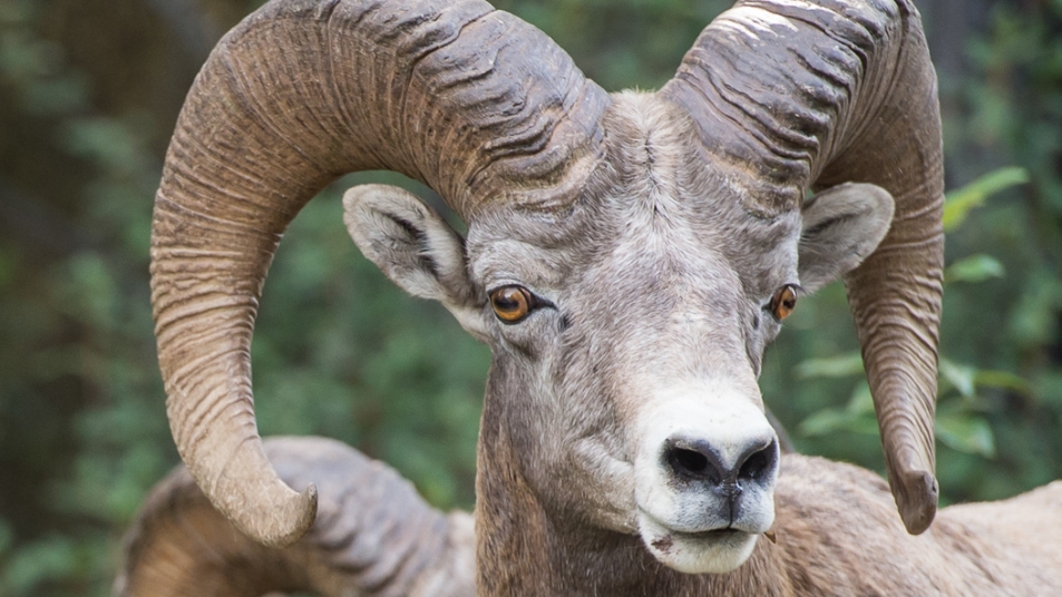 Bighorn Sheep