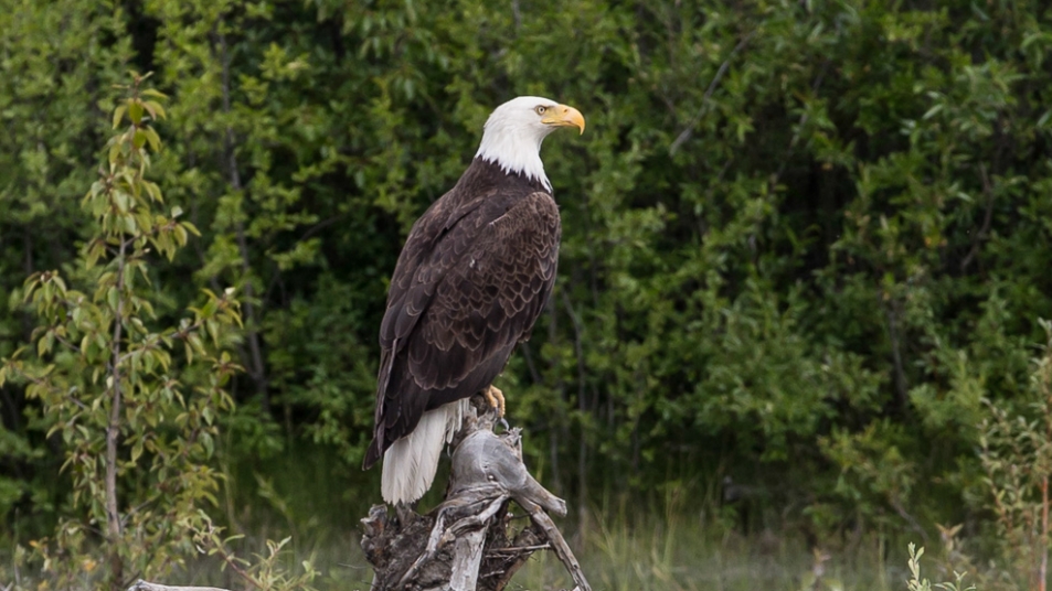 Bald eagles in Canada