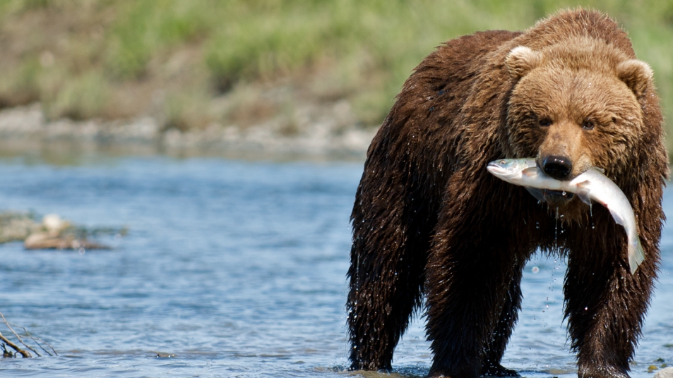 Grizzly bear eating salmon