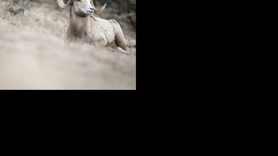 Bighorn Sheep