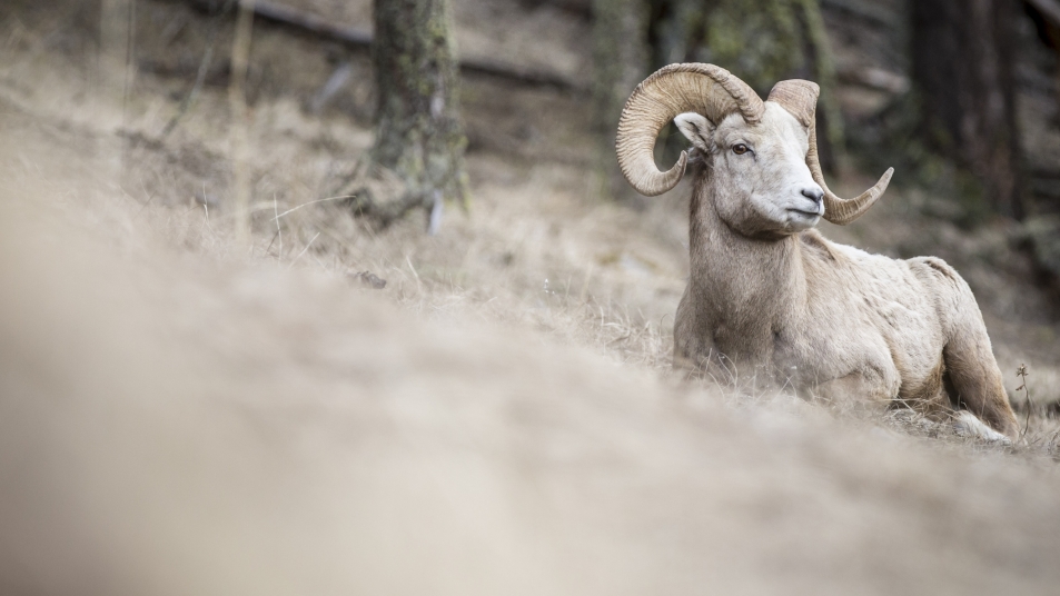 A big horn sheep on a hillside
