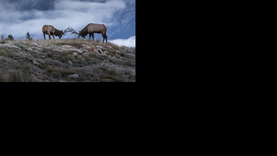 The key to safely viewing elk is to respect their wildness and need for space.