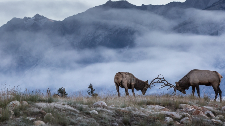 Elks in the Canadian Rockies