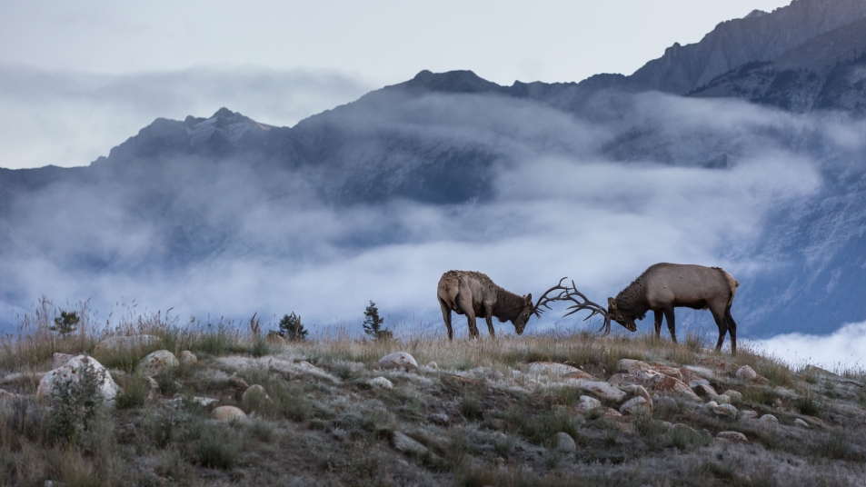 Two elk together in the wild with fog and mountains in the background