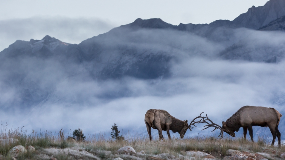 Elk rutting season begins in late August in the Canadian Rockies.