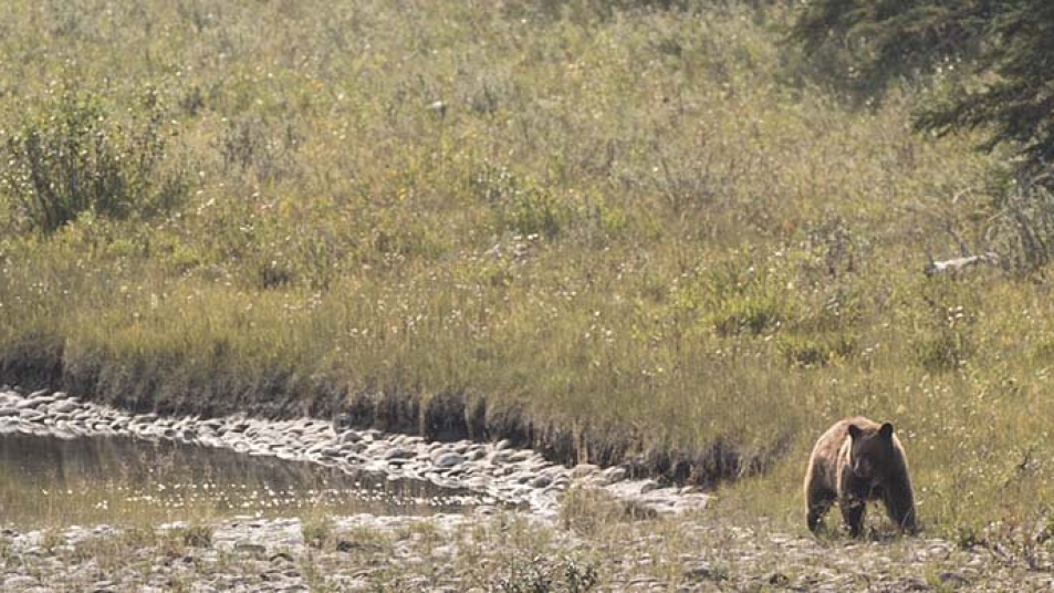 A bear spotted near Jasper, Alberta.