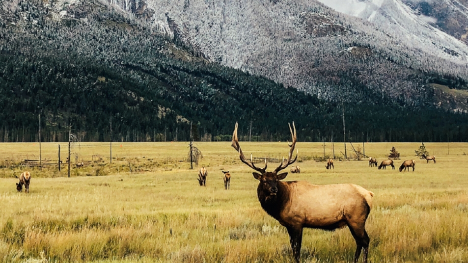 Elk grazing near Jasper, Alberta.