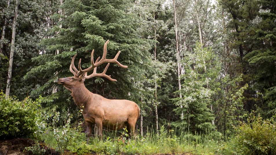 A moose surrounded by trees