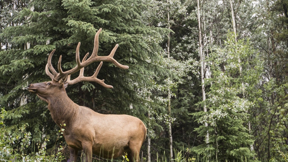 Elk in the forest