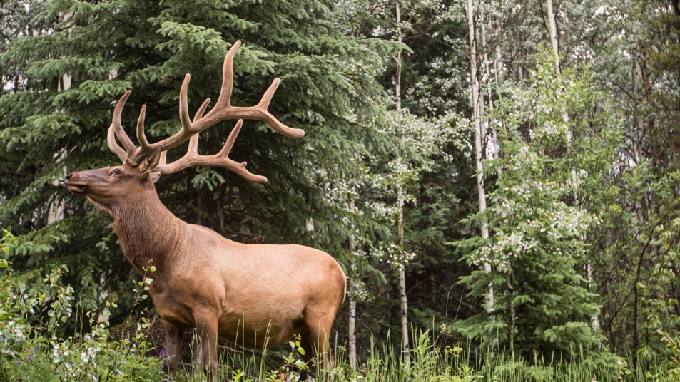 An elk, as seen from our Journey through the Clouds rail route.