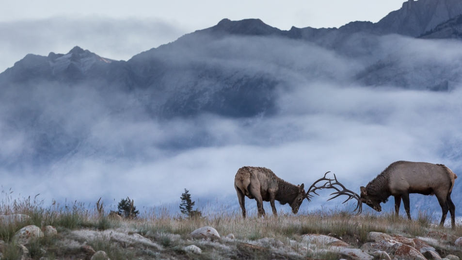 Elk