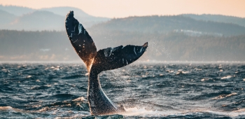 Whale tale