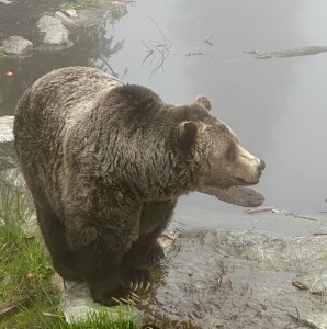 Grizzly bear by pond on Grouse Mountain